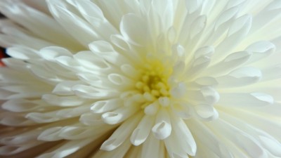 سفید-گل